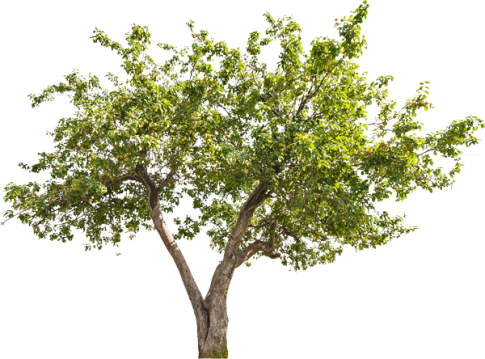 arbre-automne
